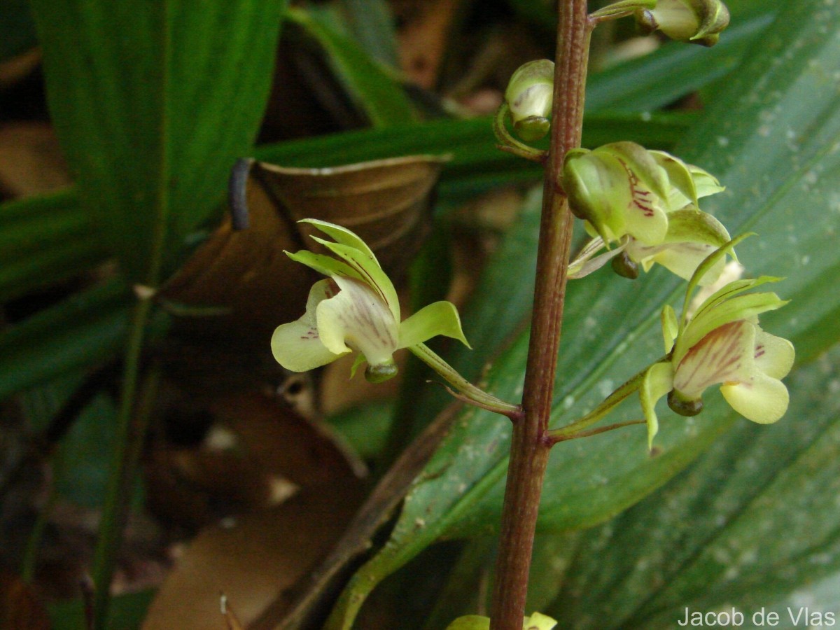 Eulophia pulchra (Thouars) Lindl.